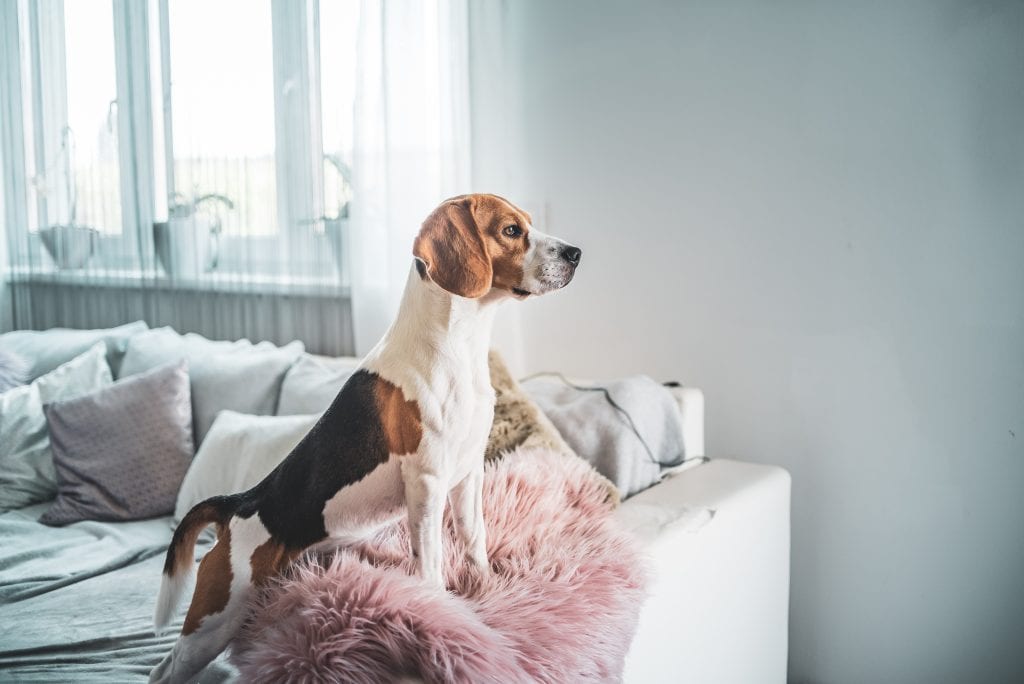 Niedlicher Beagle-Hund auf Sofa im Zimmer